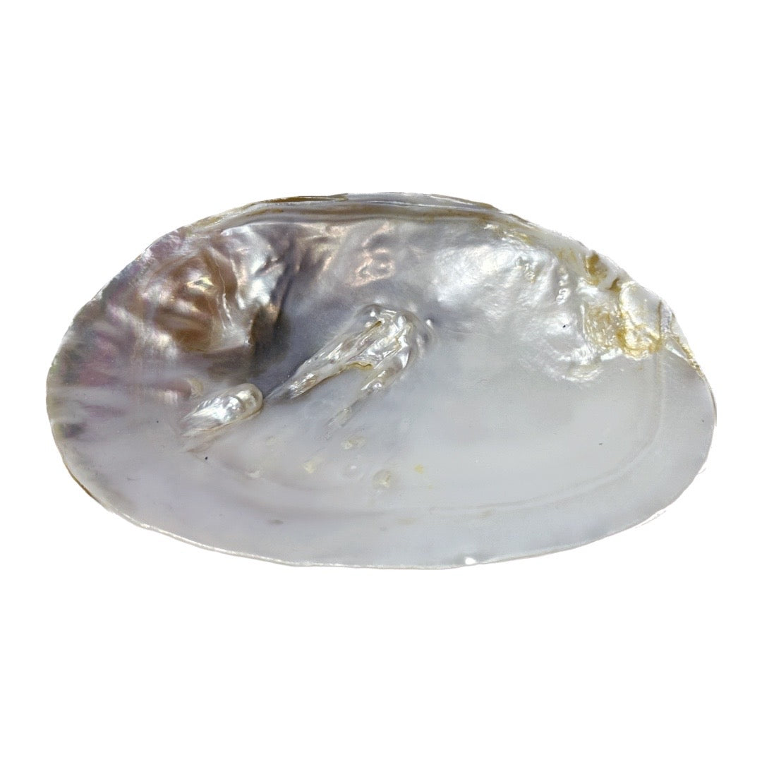 Radiant Pearl Clam Smudging Shell